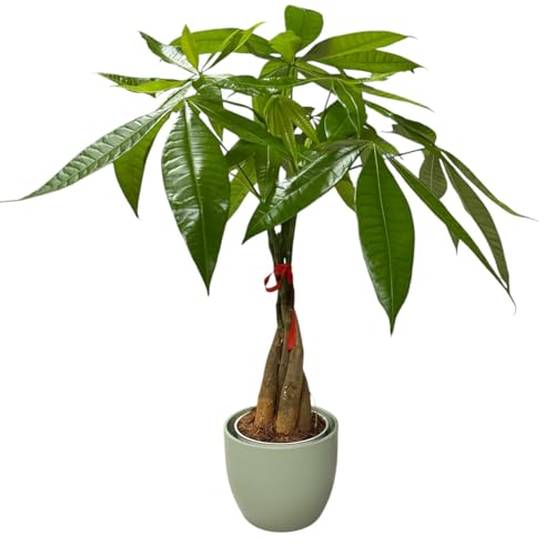 Image of Money Tree Live Plant | 14-22 Inches Tall Bonsai | Easy to Grow Indoor Houseplant | Home, Office, or Room Decor | Birthday, Housewarming Gift (Sage)
