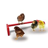 Backyard Barnyard Chicken Roosting Bar Perch for Baby Chicks to Adult Birds. Made in USA!!! . Poultr