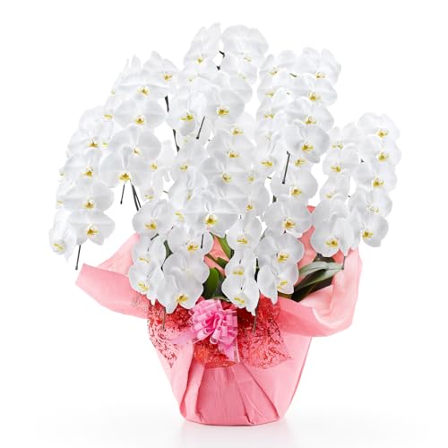 bloomee(u[~[) Ӓ() 8{ 104ֈȏ([XsN) j v[g   Ӓ Mtg JX J@ J ړ] AC i I  蕨 җ  䋟 Ε