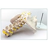 Zoom IMG-1 modello anatomico maschio con modelli