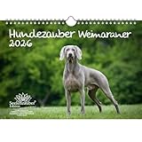 weimaraner - calendario 2026, formato din a4, per cuccioli e cani