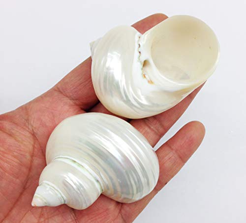 Image of PEPPERLONELY 3 PC Natural Large Pearlized Silver Mouth Turbo, Hermit Crab Shells, 2 Inch ~ 2-3 /4 Inch