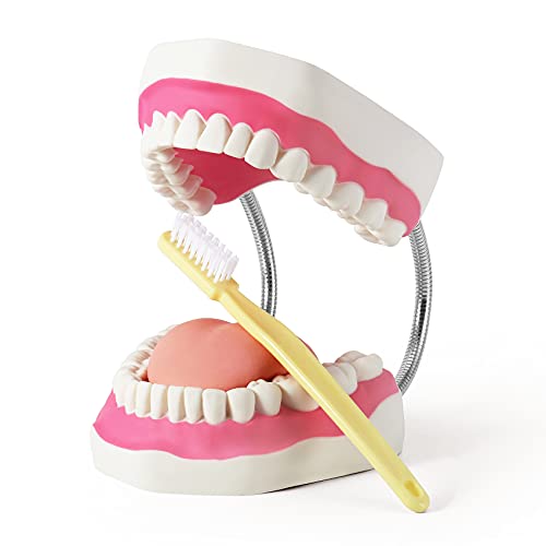 Annhua Modelo dental del cuidado de los dientes de 32 dientes, modelo de enseñanza de la dentadura con el cepillo de dientes para la enseñanza y el estudio Cover