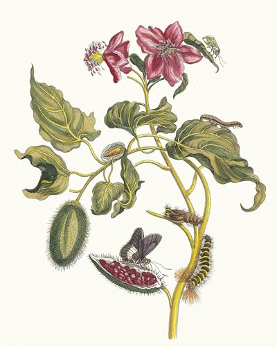 Tableau Impressions d'art Mural Rocu Maria Sibylla Merian posters vintage pour déco chambre