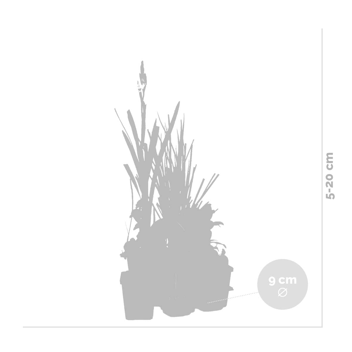 Bloomique - Set di 6 - Piante da Stagno Fiorite - Achillea, Caltha, Lobelia, Lysimachia, Mazus, Schizostylis - Zona 1-2 - Alte 15-25 cm - Vaso 9 cm