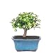 Brussel's Bonsai Live Dwarf Jade Indoor Bonsai Tree - 3 Years Old; 4" to 6" Tall with with Decorative Container, Small,