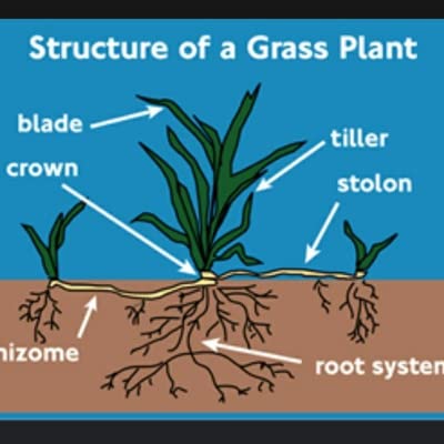 Turgrass Installation cover art