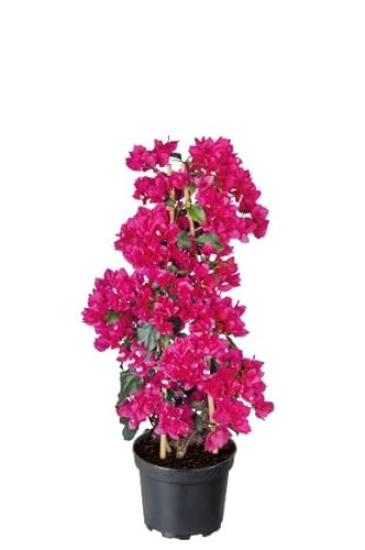 Buganvilla Natural Arbusto con Flores que Puede Alcanzar una Gran Altura