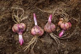 Image of Lilium bulbs double, 100% germination (Pack of 2)