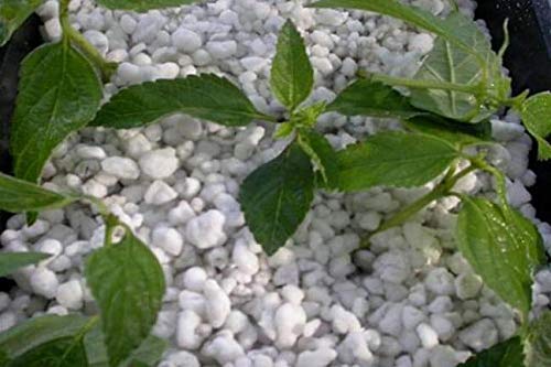 See full amazon price history chart for Perlite 3 kg for Potting Mix Perlite 3 kg for Potting Mix (B08HM4Y82V) Amazon Price History, Amazon Price Tracker