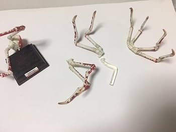 Amazon.co.jp: ネイチャーテクニカラー 海遊館ミュージアム