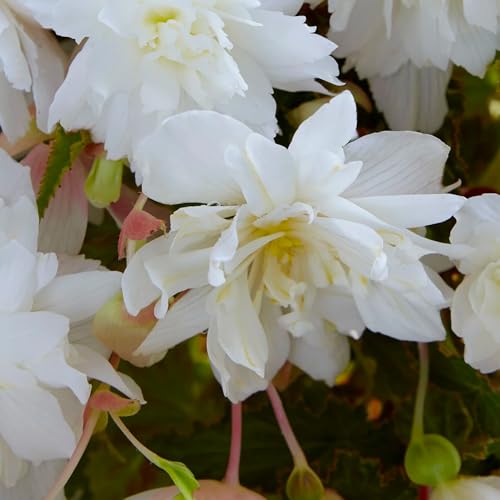 Bulbi di BEGONIA | Bulbi provenienti dai migliori produttori Olandesi | Esclusiva selezione e controllo qualità | Fioritura garantita dal primo anno. (3 Bulbi di Begonia Pendula WHITE)