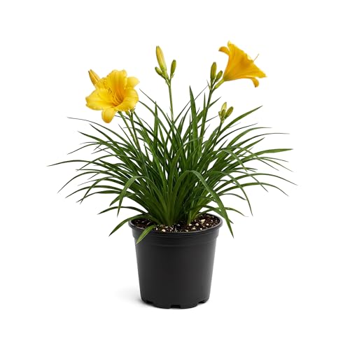 Live Daylily - Yellow Blooms Flowering Perennial 12 Tall by 6 Wide in 2.5 Qt Pot