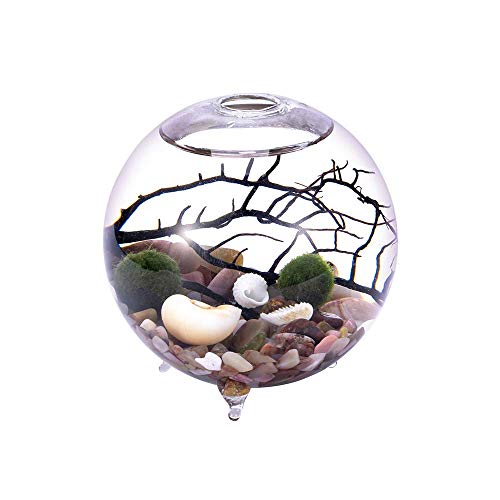 Kit d'aquarium, Vase en Verre avec Pieds, Boules de Mousse Vivante et Coquillage, Corail Noir, idéal comme ami (7,5 x 10,7 cm, Style C)