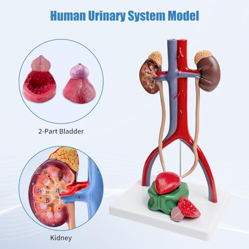 Image of Male Urinary System Anatomy Model, Human Life Size Removable Bladder Kidneys Ureters and Adrenal Glands with Product Manual Card and PVC Base Labeled Numbered for Medical Education Study