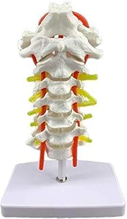 Scientific Research Human Cervical Vertebra Skeleton Models with Ligaments Spinal Nerves Carotid Artery, on Stand Base Anatomical Models for Anatomy Teaching Supplies/Human