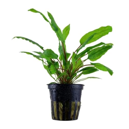 PlantasAcuario Planta acuática CRYPTOCORYNE WENDTII GREEN GECKO planta de acuario viva y natural para acuario plantado en maceta de 5cm