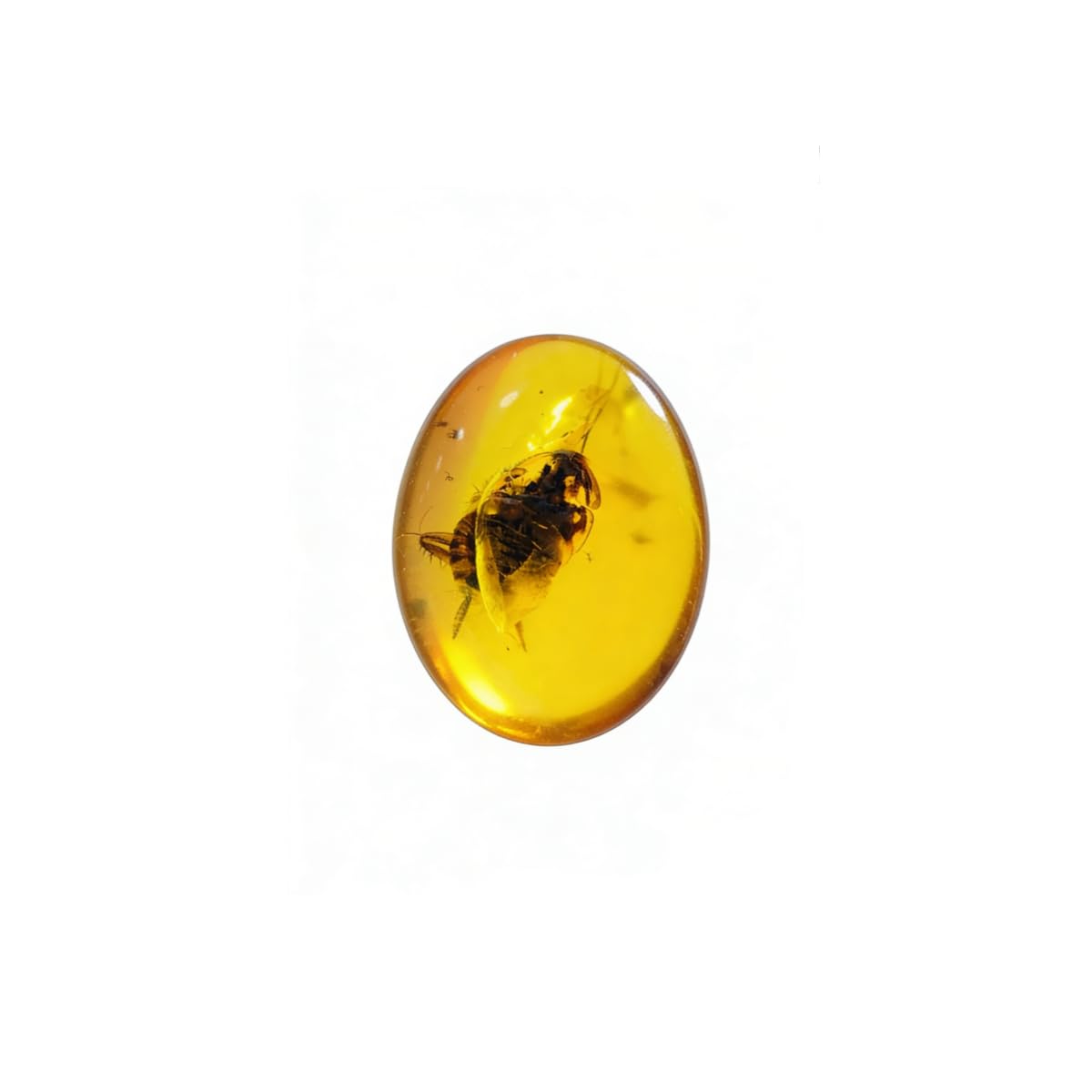 Burmese burmite Cretaceous Beautiful blattaria Insect Fossil Amber Myanmar