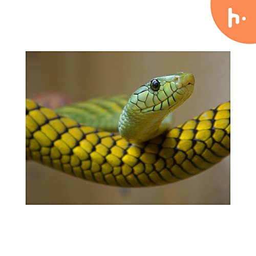 Snakes and Snake Bite Awareness cover art