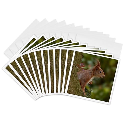 Lot de 12 cartes de vœux écureuil rouge 3dRose Gc_286392_2 papeterie nature 15,2 cm