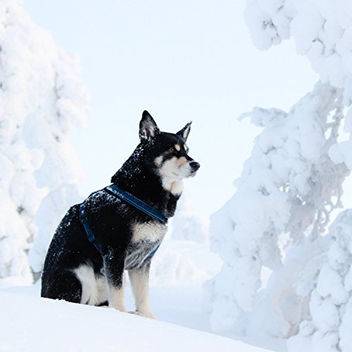 Hurtta Gepolstertes Hund-Geschirr, Y-Form