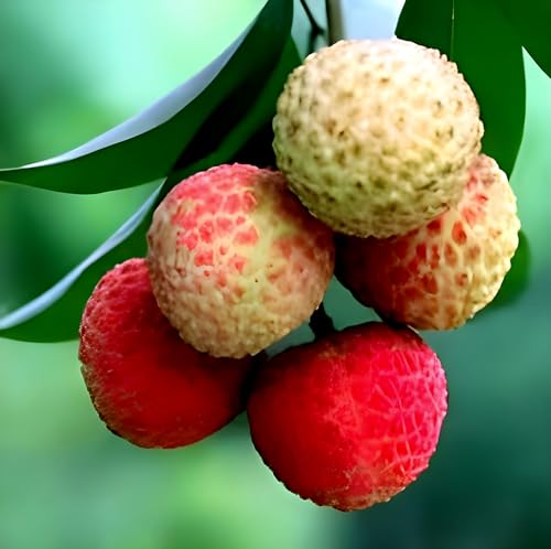 Image of Air Layering Hybrid CHINA 3 Variety Litchi plant, Sweet Tasty Litchi Plant. Pack of 1