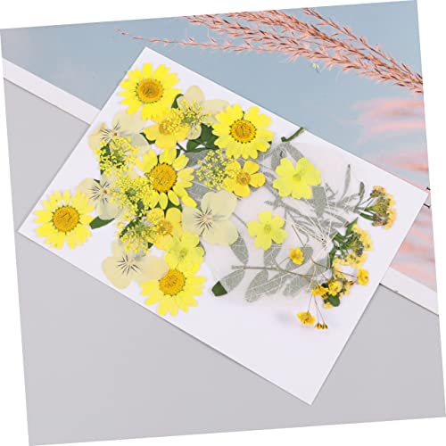 SEWACC Flor Seca 33Pcs Espécime Epóxi Para DIY Vela Arte Artesanato Fazendo Acessórios Secos Prensad