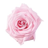 大地農園 プチシャーロット プリザーブドフラワー ローズ～紫陽花のおまけ付き～ アウトレット・大地農園・アソートローズ16輪【プチシャーロット