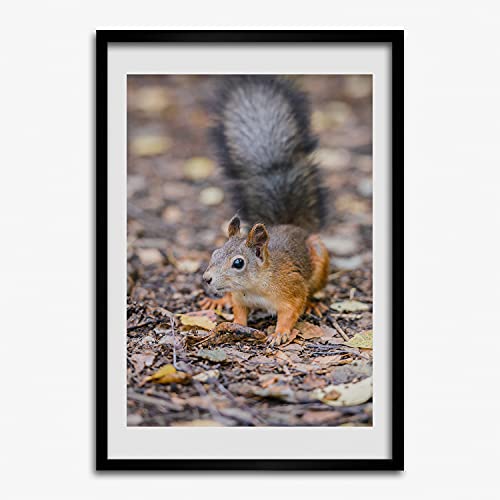 Affiche écureuil dans la forêt cadre photo 50x70 cm bois Tulup