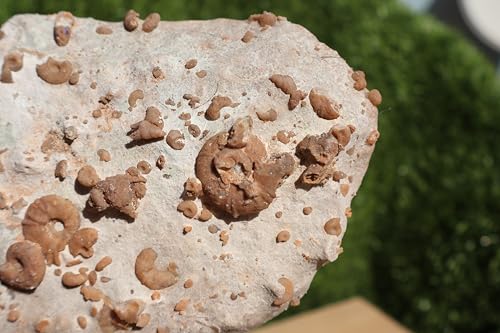 Image of Ammonites & Gastropods Plate Cretaceous Fossils Fossils from Morocco Fossil Rock ammonites Fossil from Morocco A105