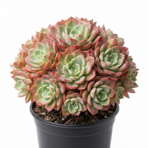 Image of Live Laxmi Kamal Succulent Plant - Indoor Decorative Plant for Home & Office | Low Maintenance Air-Purifying Perfect for Gifting (LAXMI KAMAL PLANT)