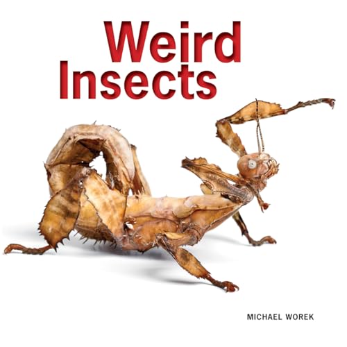 Weird Insects view 2