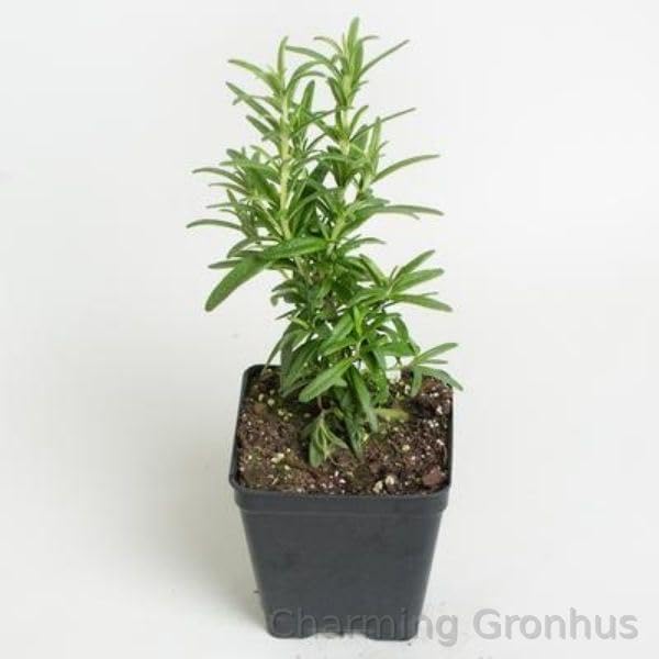 Charming Gronhus Live Rosemary Plant With Black Nursery Pot | Herb plant for Outdoor Kitchen Garden Medicinal Plant (B0CLJPD9FF) Amazon Price History, Amazon Price Tracker
