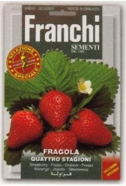 Amazon Franchi社種子 63 1 四季なりイチゴ 果物