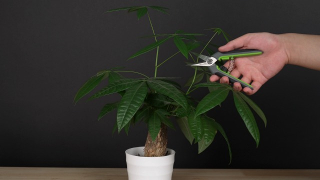 WORKPRO 2 Pack Garden Pruning Shears with Sheath, 6.5” Small Hand Pruners/Snips/Clippers- Spring Loaded & Precision Straight Blades, Microgreen Trimming Scissors for Flowers, Weeds, Indoors Bonsai