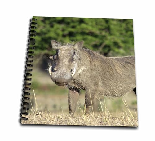 3dRose db_76273_1 South Africa, Kwazulu Natal, Zulu Nyala Gr, Warthog-Af42 Jen0053-Jim Engelbrecht-Drawing Book, 8 by 8-Inch