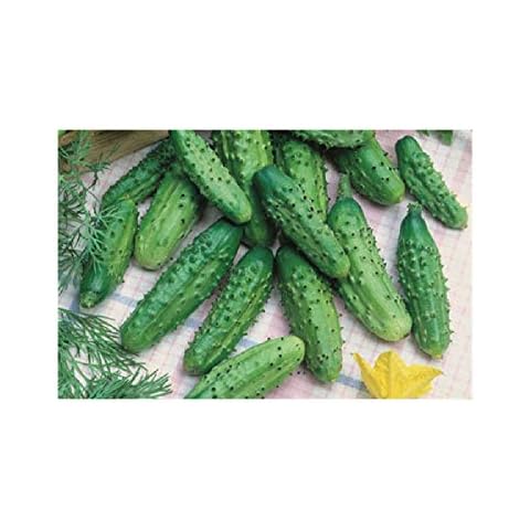 Viridis Hortus 30 x Gherkin Vegetable Seeds Cover