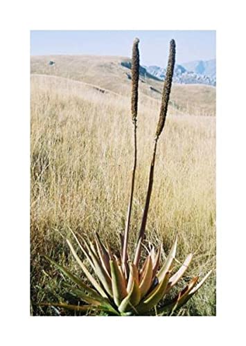 10 x Aloe Macroclada Succulent Garden Plants Seeds ID803 Seeds Plants Shop  Seed Bench Pullingen Patrik Ipsa : Amazon.co.uk: Garden