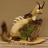 GTK Geweihe & Trophäen Krumholz ist seit über 30 Jahren Ihr Ansprechpartner für Jagdtrophäen, Zubehör und jagdliche Accessoires