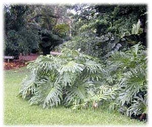 Elitely Bonsai Seeds 30 of Selloum Philodendron Fb139, Bonsai Seeds