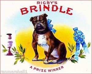 Magnet Rigby's Brindle Pit Bull Terrier Dog Smoke Vintage Cigar Box Crate Magnet Print