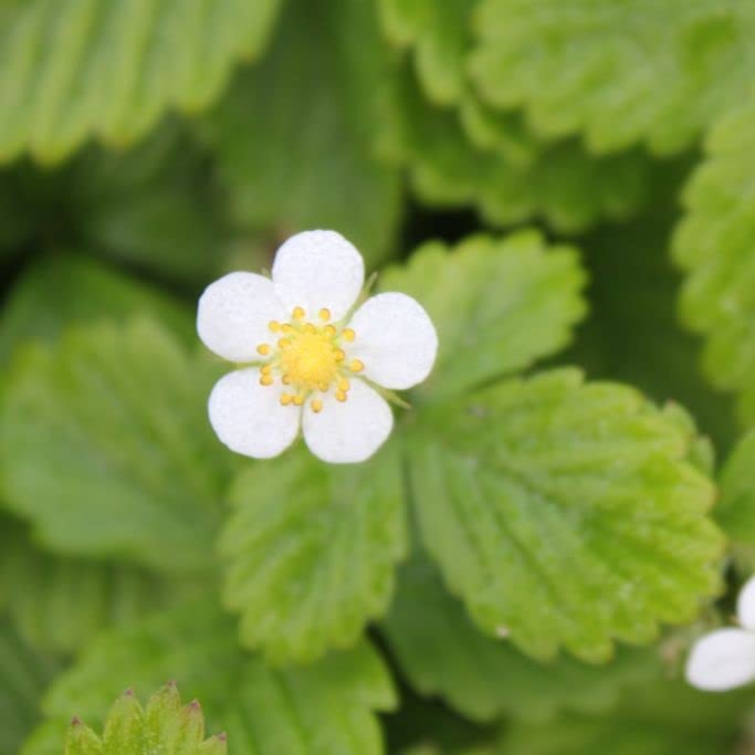 6x Fraisier des bois - Fragaria vesca - Godet 9x9cm