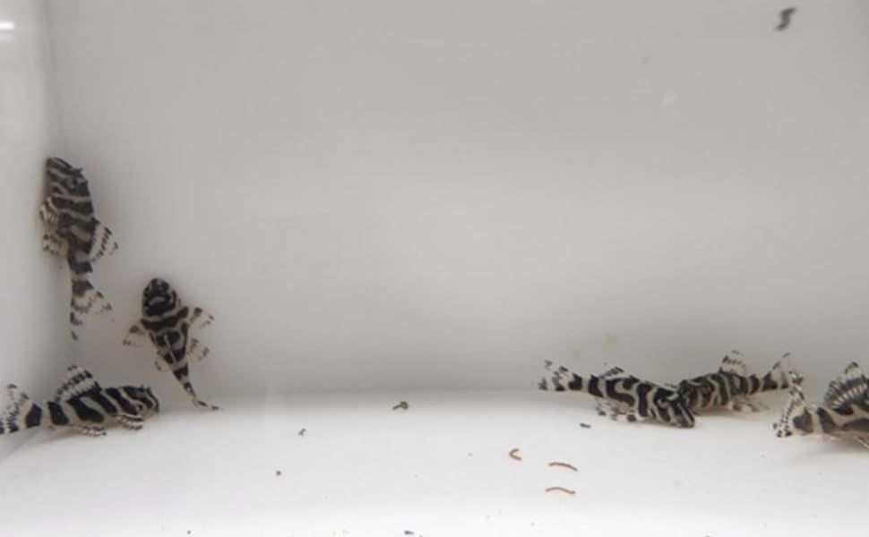 Swimming Creatures™ Pleco Live Freshwater Aquarium Fish (Size Approx 1-2") (1 King Tiger Pleco (L333))