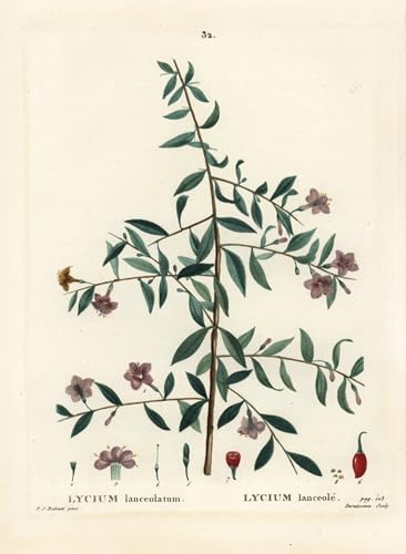 Lienzo de Lycium barbarum de Pierre Redouté para dar un toque natural y relajante a tu comedor