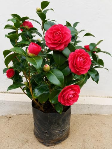 Image of Live Rare Variety Camellia Red Beauty Live Flower Plant Hybrid [height1.5-2 Feet Plant] Camellia Red Original Rare Variety Flower Plant For Home Graden outdoor Balcony Bush Tree (Pack OF 1)
