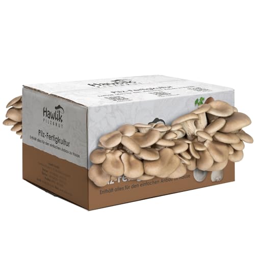 Hawlik Pilzbrut - Set de cultivo de setas de ostra - Cultive y coseche usted mismo setas ostra frescas - facilísimo - pequeño kit cultivo setas - Setas autokultivo