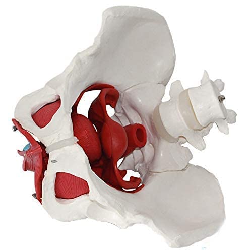 Model Anatomii Pnia, Model Miednicy Żeńskiej Z Ruchomymi Narządami, Rozmiar Naturalny, Anatomia Miednicy I Miednicy Żeńskiej, Model Zasobów Kości Medycznej Ludzkiej