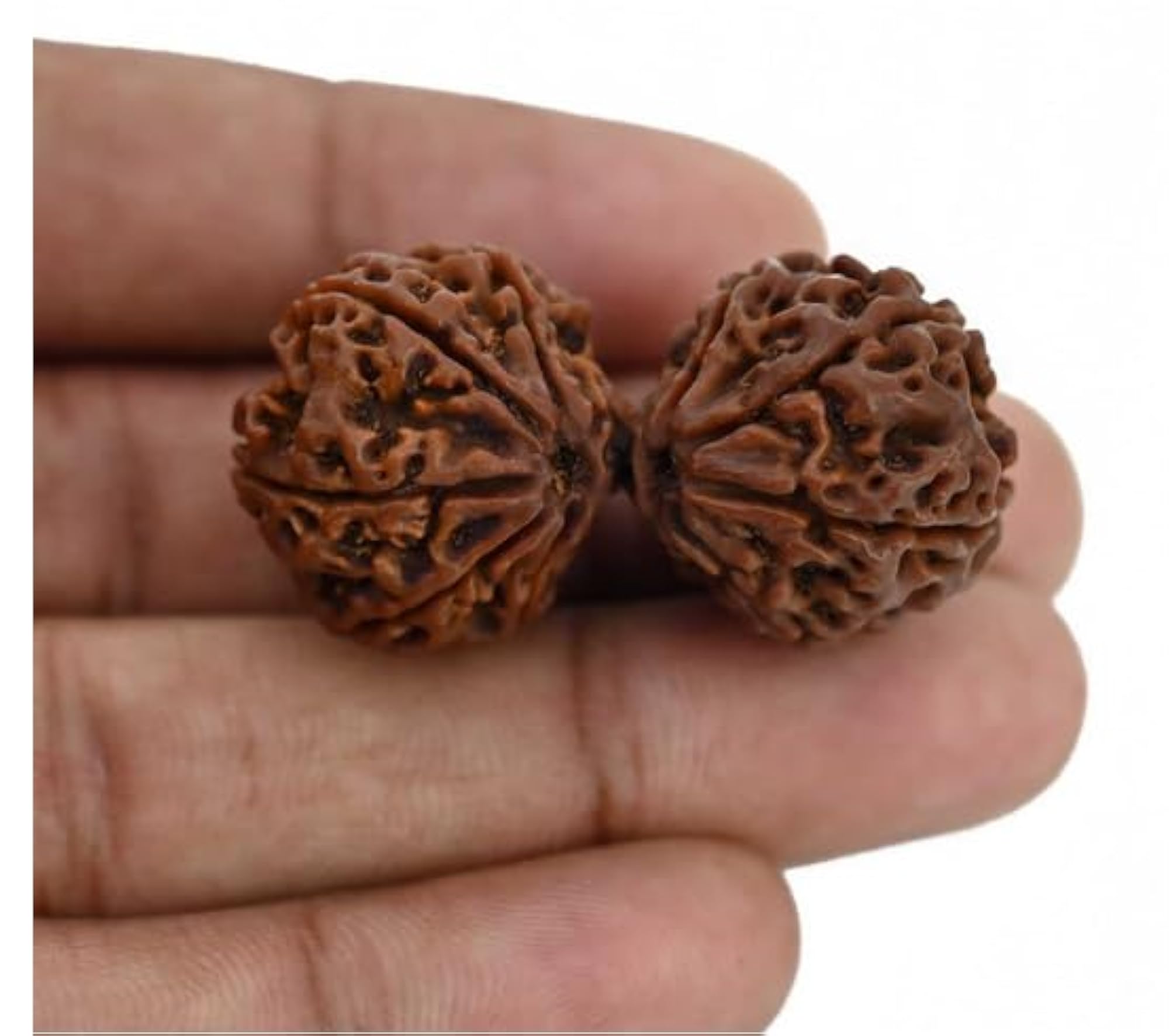 Brown Gauri Shankar Rudraksha, IGL Lab Certified