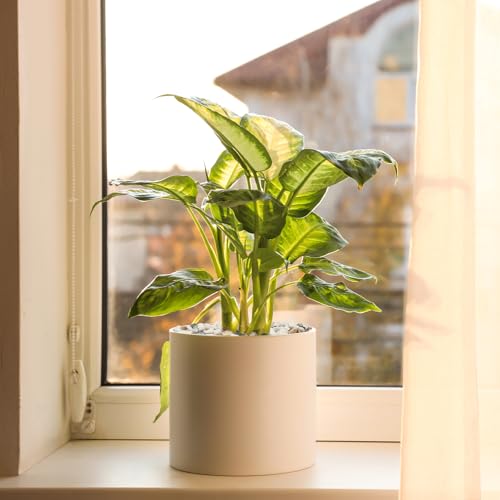 Image of 5 lbs Small Rocks for Plants, 1 /5 Inch Pebbles for Indoor Plants, Natural Decorative Pea Gravel for Aquarium, Fish Tank, Terrarium, Succulents, Bamboo Plants, Vases, Cactus, Crafts