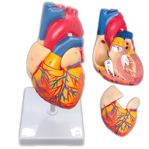 Scientific Human Heart Model: Anatomically Accurate 2-Part Life Size Replica with 34 Anatomical Structures